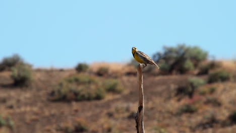 Meadowlark-bird-on-tree-branch-in-hot-sagebrush-landscape,-heat-haze