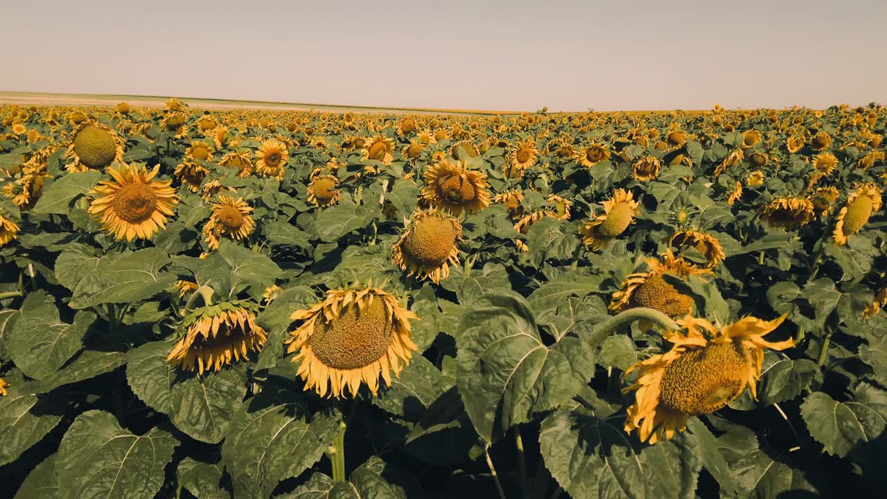 сельскохозяйственное поле подсолнечников. стрельба летом в сельской местности.