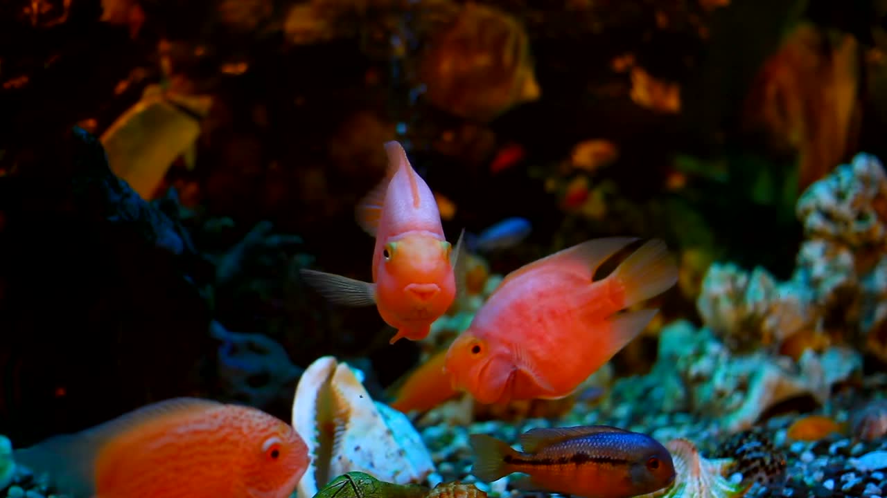 peces exóticos en un acuario