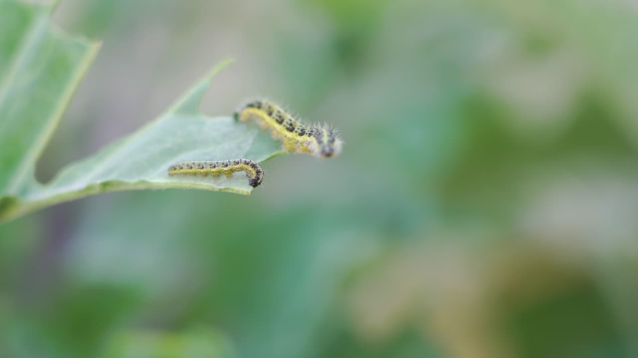 잎 위 에 있는 두 마리의 애벌레
