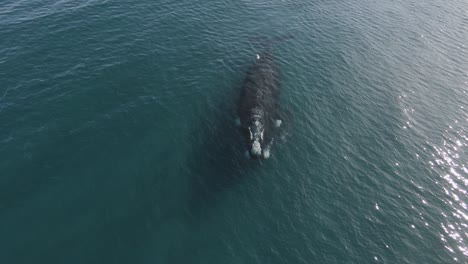 Luftaufnahme-Von-Zwei-Walen,-Die-In-Ruhigem-Wasser-Zum-Atmen-Auftauchen
