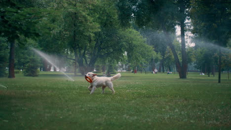 un golden retriever enérgico corriendo con un juguete de goma en la boca bajo el rociador en el parque.