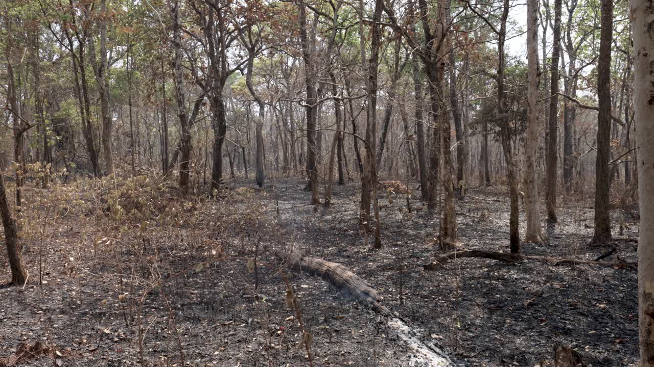Smoldering burnt tree after forrest clearance fire