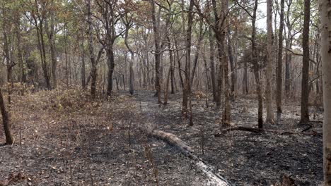 Árbol-Quemado-Humeante-Después-Del-Incendio-De-La-Liquidación-Del-Bosque