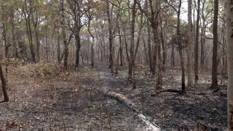 smoldering burnt tree after forrest clearance fire