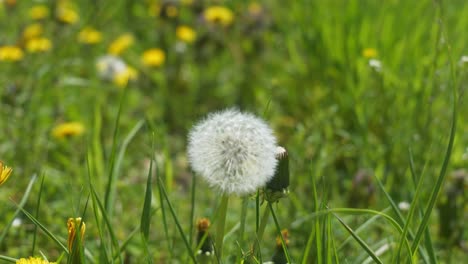 lone dandelion in luscious green meadow