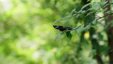 Schwarzer-Schmetterling-Auf-Grünen-Blättern-In-Der-Gartennatur