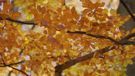 a close-up shot of the bright autumn leaves rustling in the wind