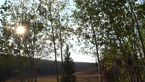 outdoor forest wilderness scenery sun flare with gentle windy breeze