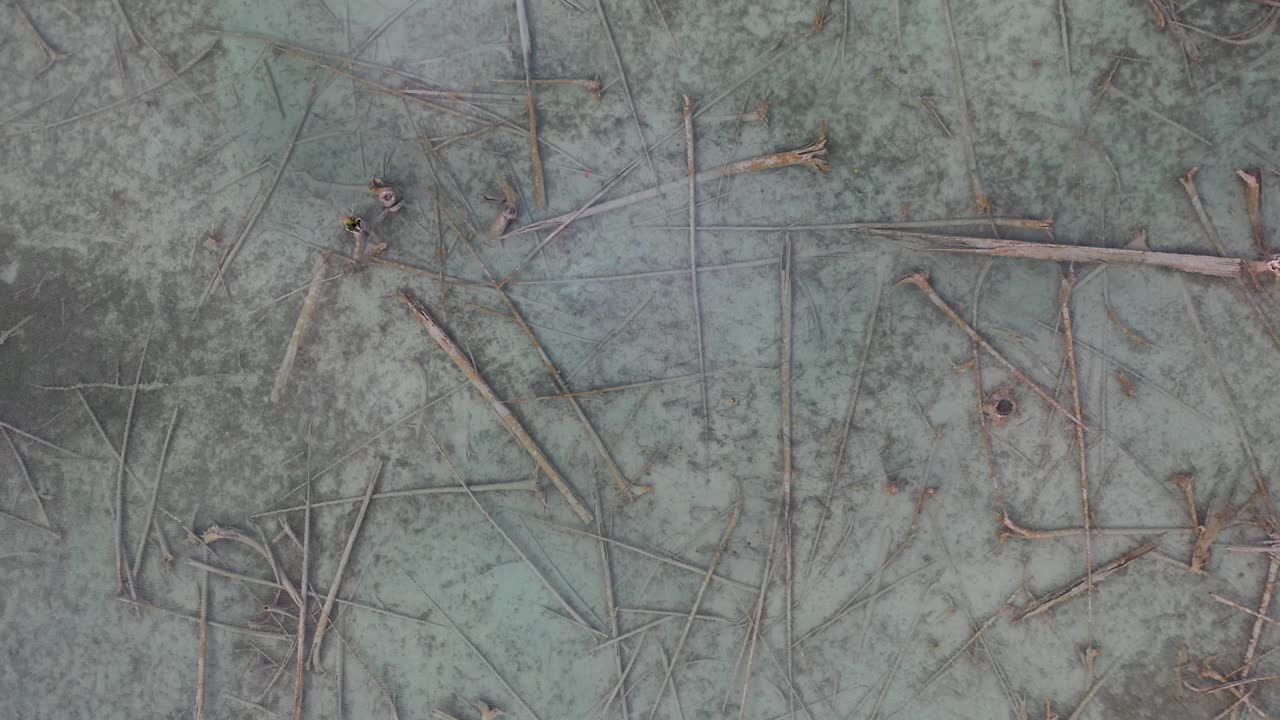 troncos en el lago en elk rapids