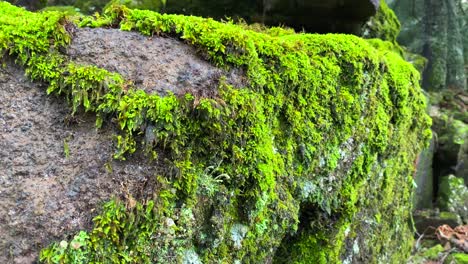 beautiful bright green moss growing on big rocks in a forest in marbella malaga, nature in spain, 4k shot