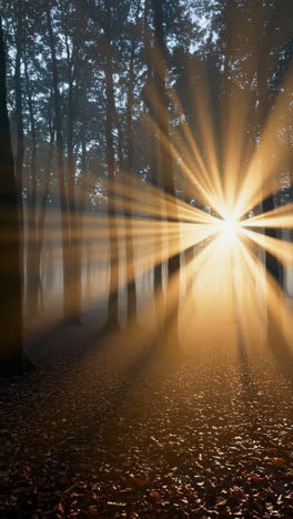 rayos de sol en un bosque de niebla