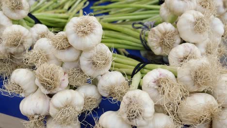fresh garlic bulbs