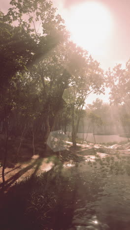 sunrays in the misty forest