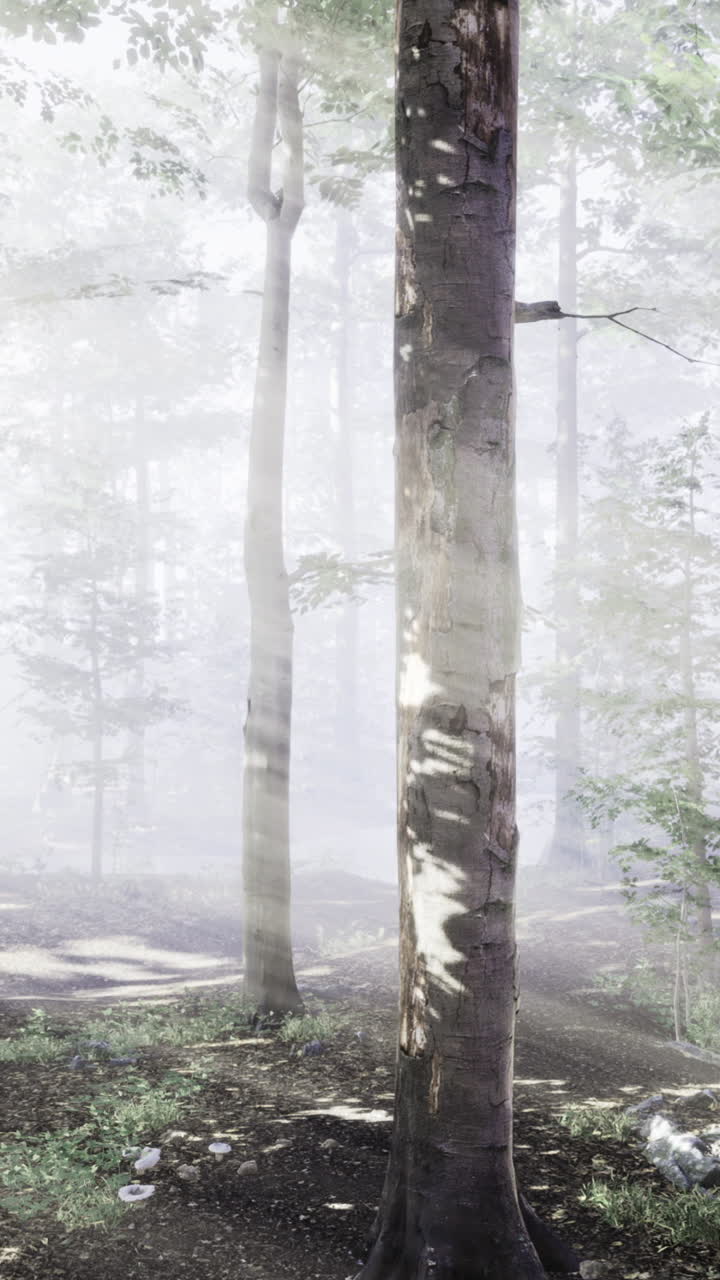 Magical forest mist brings serenity and wonder during early morning light