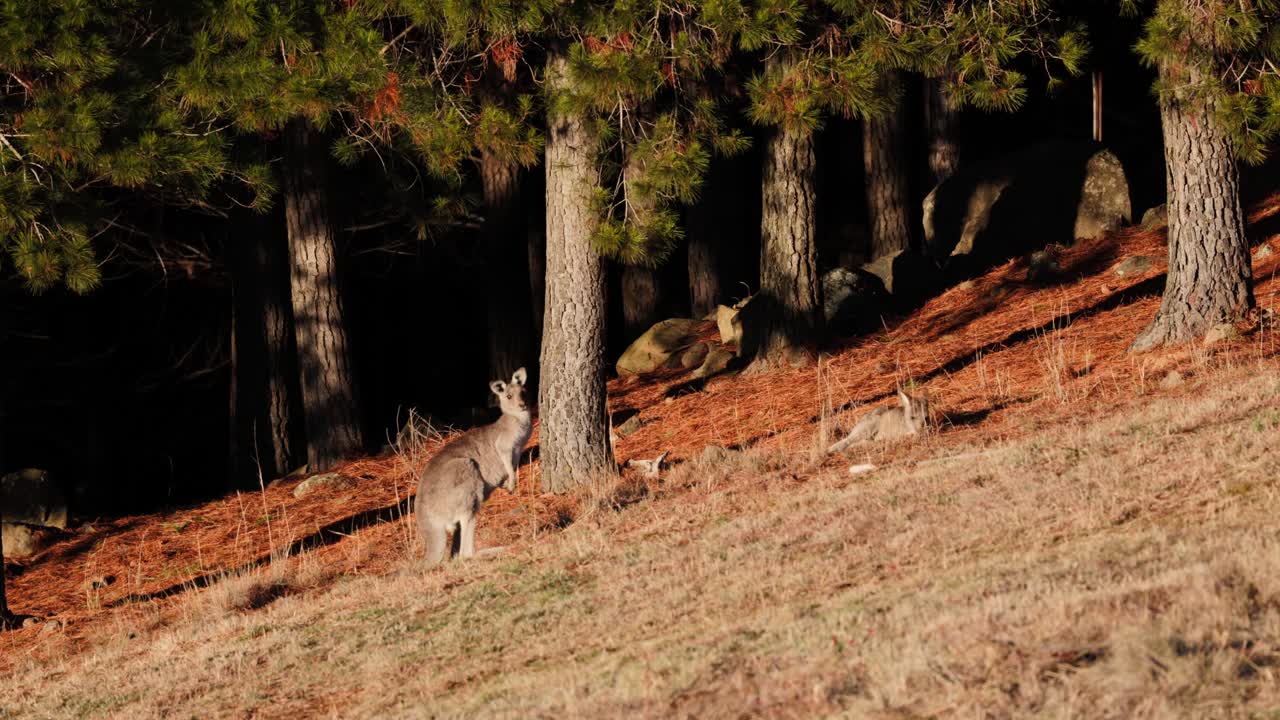 A peaceful pair of kangaroos relax in the sunlit grass during sunrise, basking in the soft glow of morning