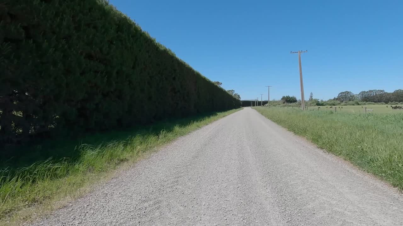 POV off-road cycling around sweeping gravel bend next to grazing cattle on farm land in summertime - Selwyn District, New Zealand