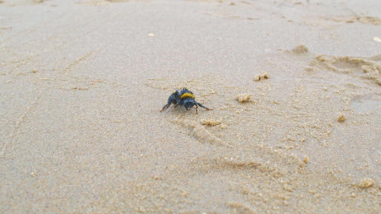 스스로 청소하는 지치고 피곤한 큰 범블비