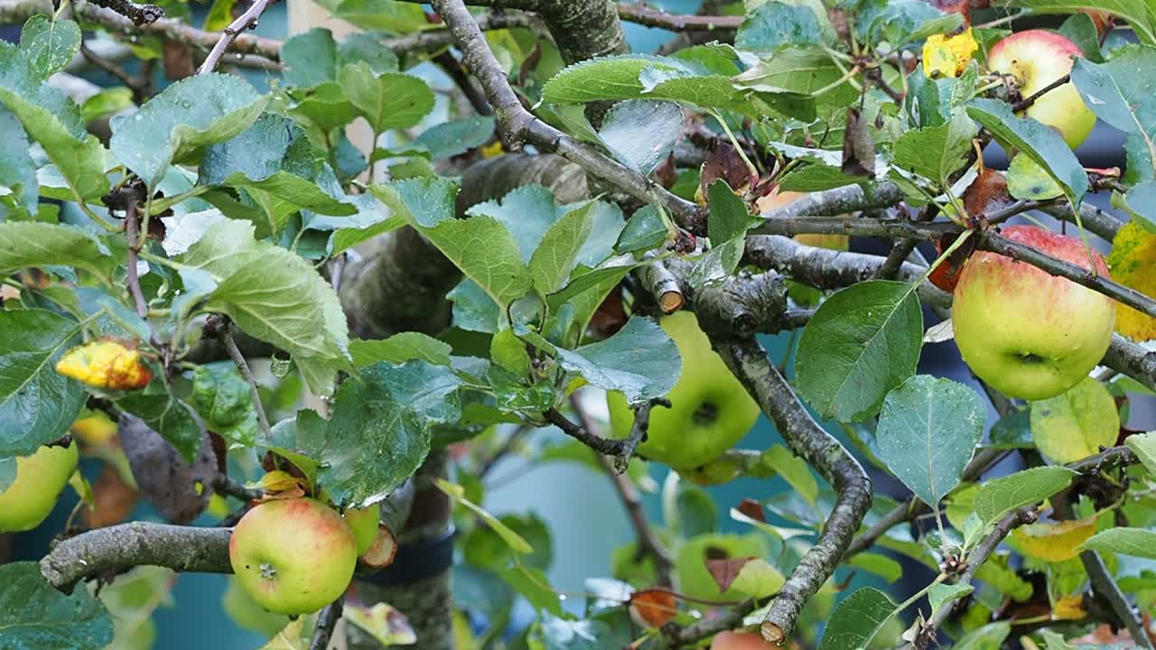 Ripe Bramley cooking apples on a low tree in autumn