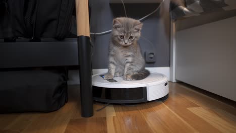 tecnologías inteligentes para la limpieza de mascotas amigable. la aspiradora robot blanca redonda limpia el suelo mientras el gatito gris escocés recto juega despreocupado en casa. el gato pequeño y la aspiradora robótica en la habitación