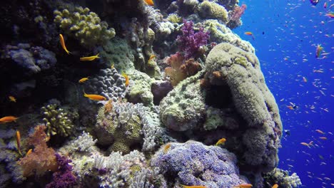 Real-Stonefish-resting-on-coral-reef-in-the-Red-Sea,-wide-angle-shot