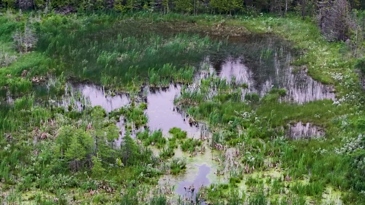 Low drone view moves above lush marsh grasses and reflective pools within a dense Michigan wetland habitat.