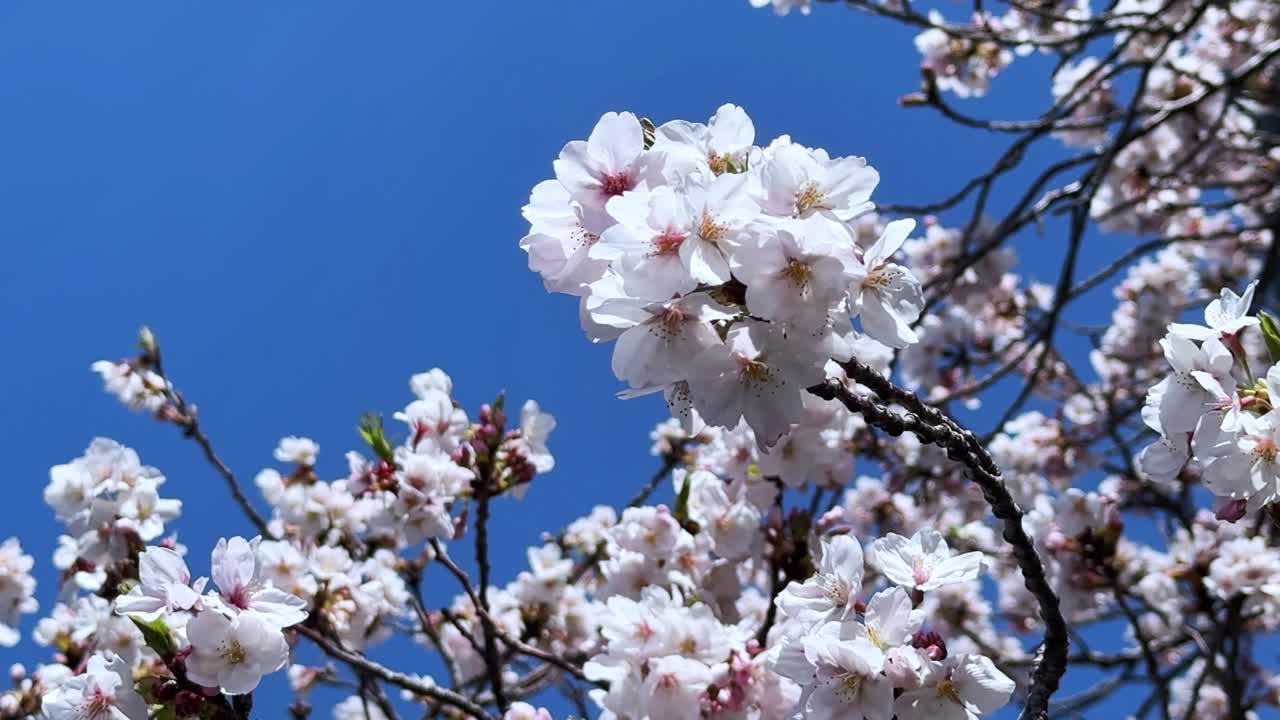 Cherry blossoms blooming under clear blue sky in Tokyo, Japan, peaceful spring scene
