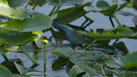 Pájaro-Del-Pantano-Genio-Gallinule-Púrpura-Usa-Hojas-De-Plantas-Grandes-Para-Caminar-Sobre-El-Agua-En-Cámara-Súper-Lenta