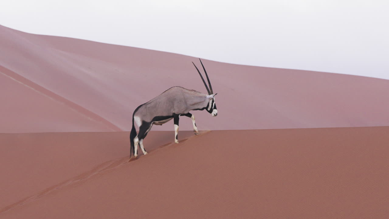 retrato de un gemsbok en el hábitat de las dunas del desierto rojo de namibia en sudáfrica, plano medio