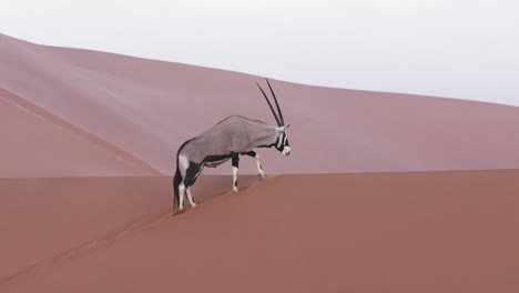 portrait of a gemsbok in red desert dunes habitat of namibia in south africa, medium shot