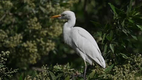 Cattle-egret-wandering-on-the-marsh-land-trees-of-Bahrain-back-waters-for-food