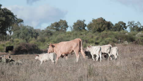 Eine-Jersey-Mutterkuh-Mit-Ihren-Jungen-Auf-Einem-Trockenen-Feld-Im-Alentejo,-Portalegre,-Portugal---Mittlerer-Schuss