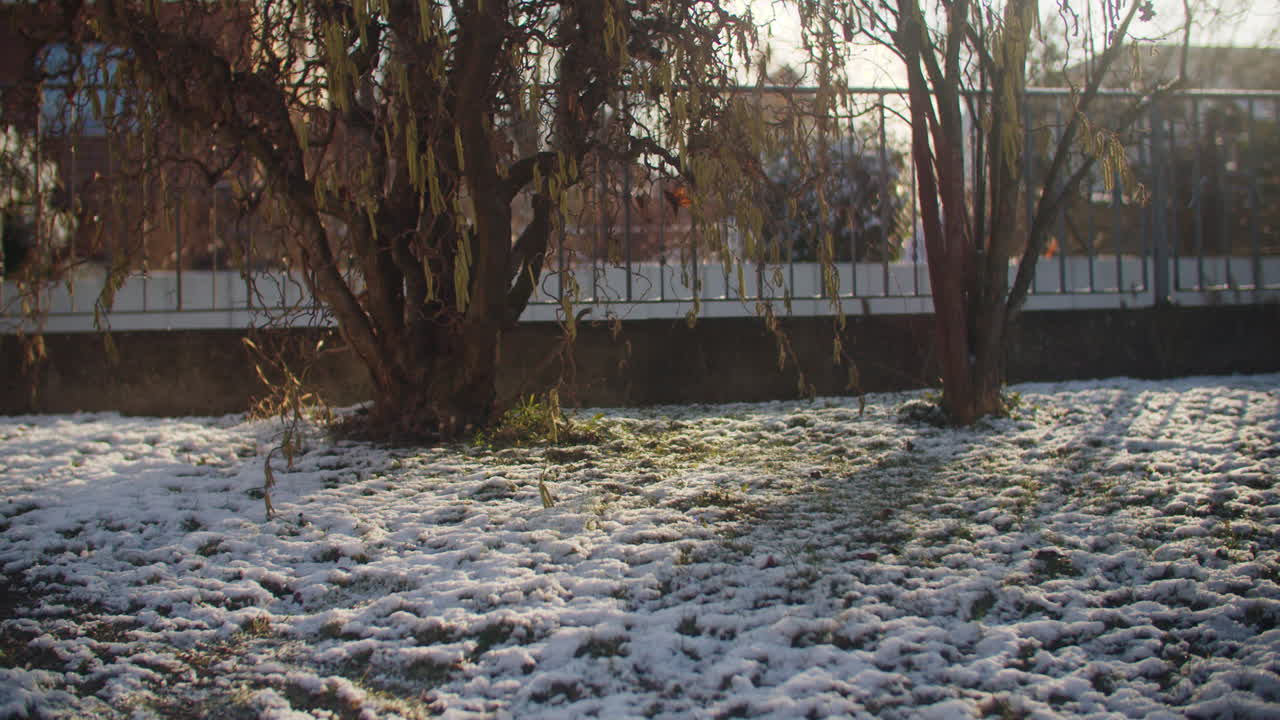전형적인 독일 정원의 울타리 근처에서 자라는 헤이즐넛 나무의 중간 와이드 샷