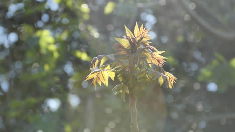 close up on a branch with lots of buds spring tree south of france