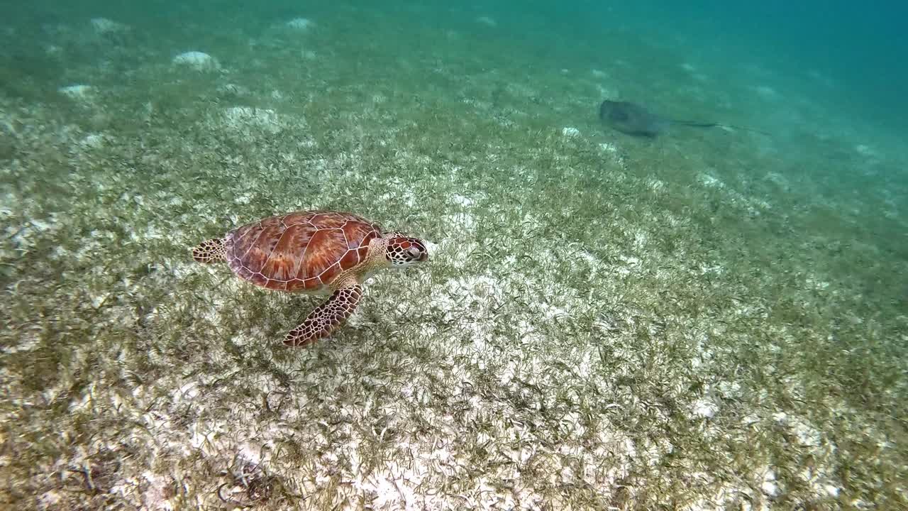 Video shot of the sea turtle swimming near a ray.