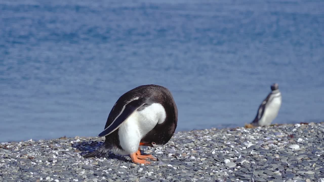 un lindo pingüino en primer plano y un pingüino caminando en el fondo en isla martillo, ushuaia en argentina