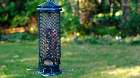 Witness-Nuthatch,-Chicadee,-finches,-sparrows,-and-more-wild-birds-flock-to-a-seed-filled-birdfeeder-in-a-tranquil-green-backdrop