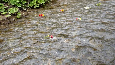 Trauriges-Gefühl-Des-Verlustes,-Während-Blumengirlanden-Hilflos-Den-Fluss-Hinuntertreiben