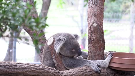 Koala-Australiano-Durmiendo-En-Un-árbol-En-Cautiverio