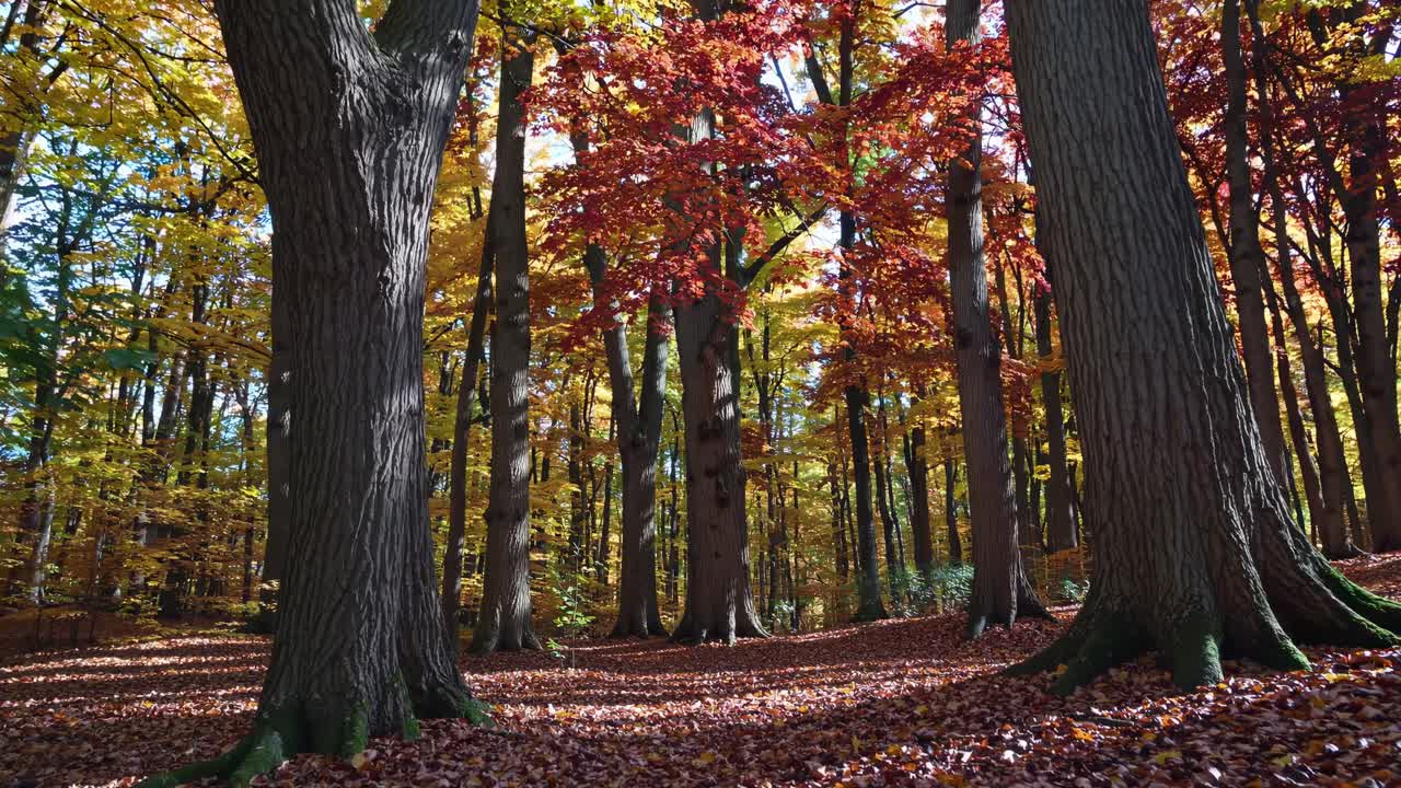 A serene forest scene with tall trees and autumn leaves, captured from a low-angle