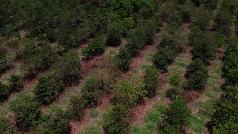 flying above rows of avocado trees in fruit orchards in africa