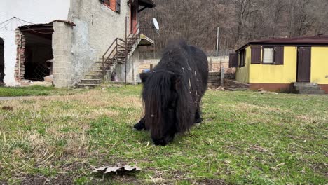 Short-legged-black-pony-eats-grass-outdoors