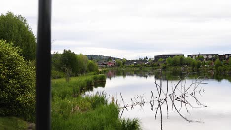 Dead-Branches-Of-Tree-With-Reflection-In-The-Tranquil-Water