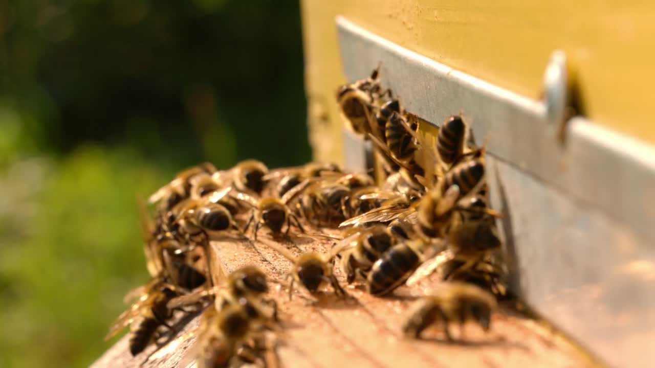 Bees at the entrance of a beehive