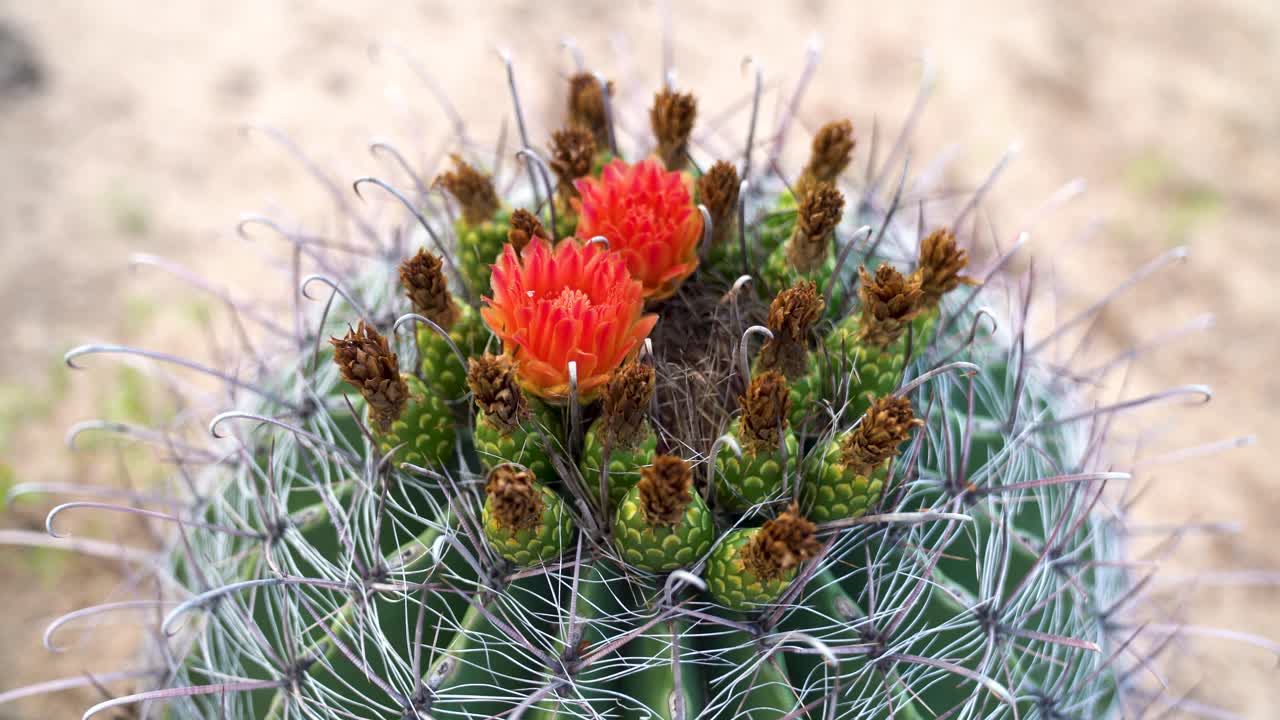 소노란 사막에 있는 클라렛 컵 선인장 꼭대기의 정적 샷