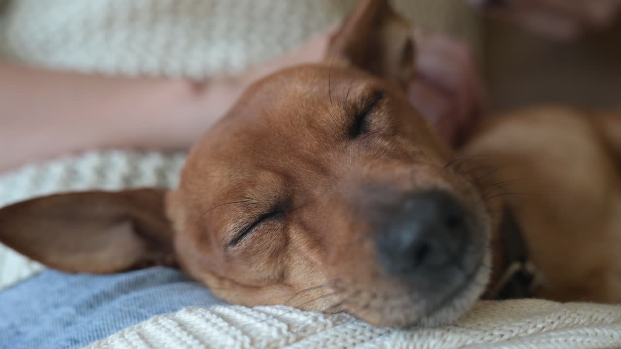 Close-up view of a sleeping brown dog on its owner's lap. She caresses and relaxes him.
