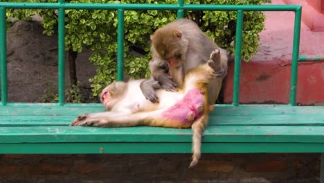 monkeys grooming each other sitting on green bench monkey temple in kathmandu nepal