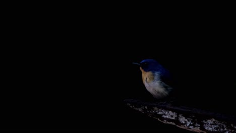 en esta rama extendida en la oscuridad del bosque y luego salta para tomar su comida, la mosquitera azul indochina cyornis sumatrensis, tailandia