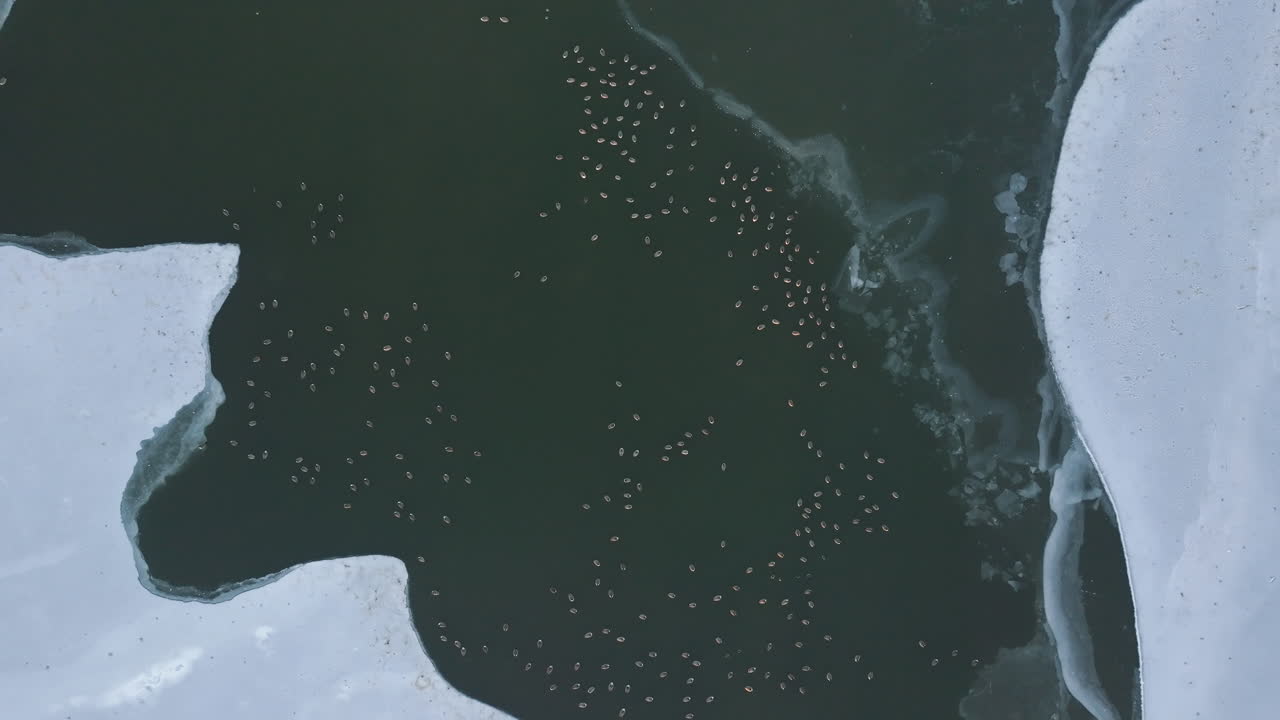 Aerial view of birds on a frozen lake. Shot on a winter day in Brooklyn’s Prospect Park.