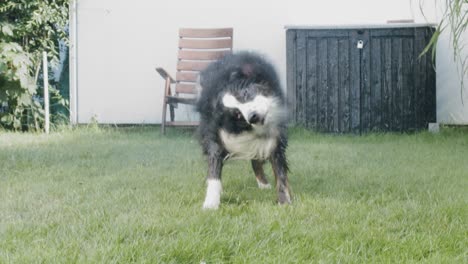 wide shot of an australian shepherd dog shaking water out of fur